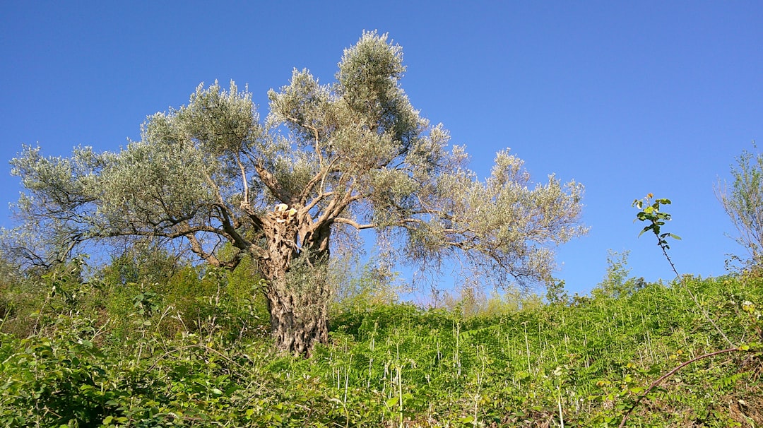 Zeytin Hasadı Başladı: Marmarabirlik Hedeflerde 50 Milyon Dolar - Yaşam haberi görseli