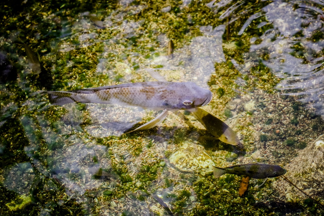 Ceyhan Nehri'nde Balık Ölümlerinin Sebebinde Ağır Metal Bulunmadı - Sağlık haberi görseli