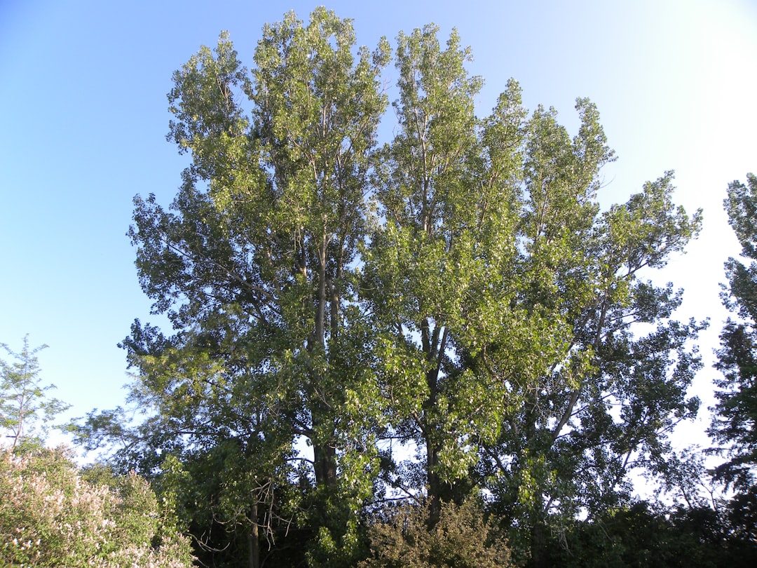 Adana 11 Kasım’da Yeşile Nefes Verecek - Yaşam haberi görseli Adana 11 Kasım’da Yeşile Nefes Verecek - Yaşam haberi görseli