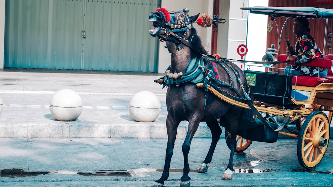 İstanbul’da Veliefendi’de Günün Yarış Heyecanı Başlıyor - Spor haberi görseli