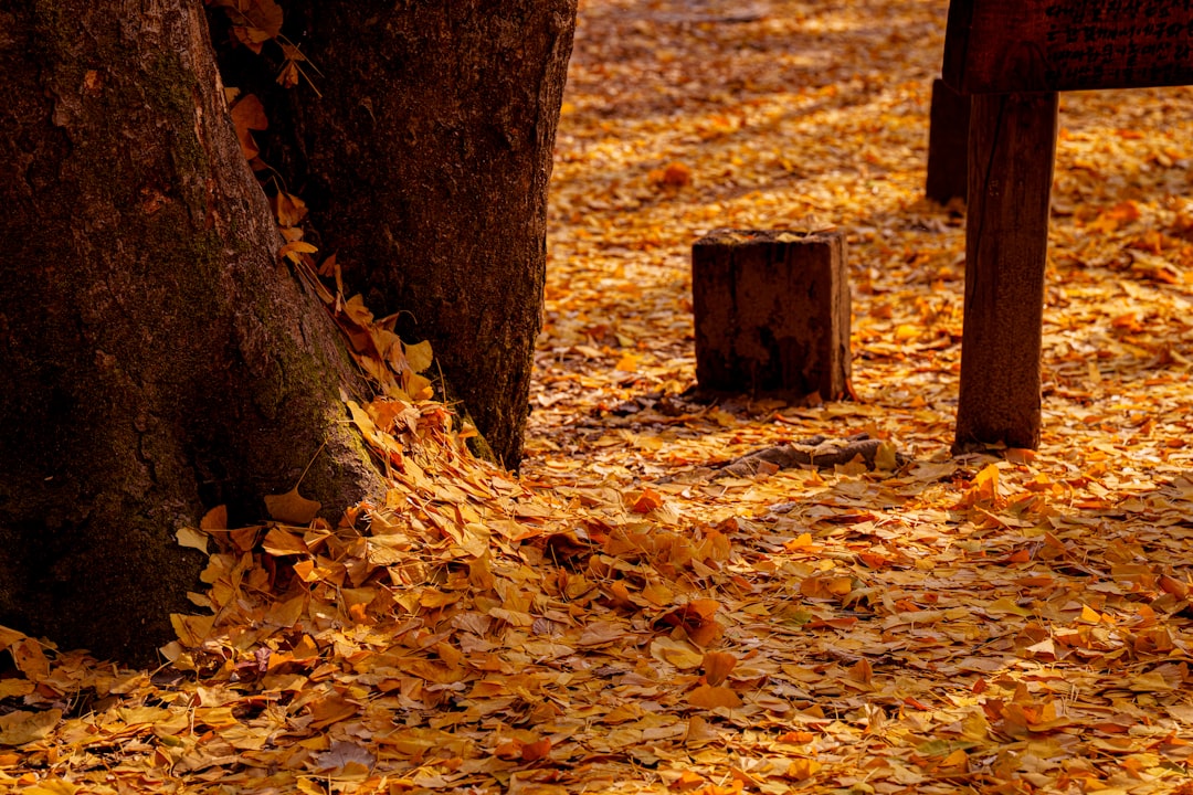 Gaziantep’te Sonbahar Parklarında Doğanın Renk Şöleni - Yaşam haberi görseli Gaziantep’te Sonbahar Parklarında Doğanın Renk Şöleni - Yaşam haberi görseli