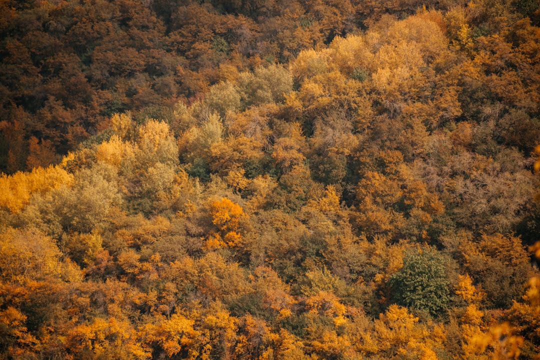 Saimbeyli’de Sonbahar Renklerinin Doğada Buluştuğu Göz Alıcı Görüntüler - Yaşam haberi görseli