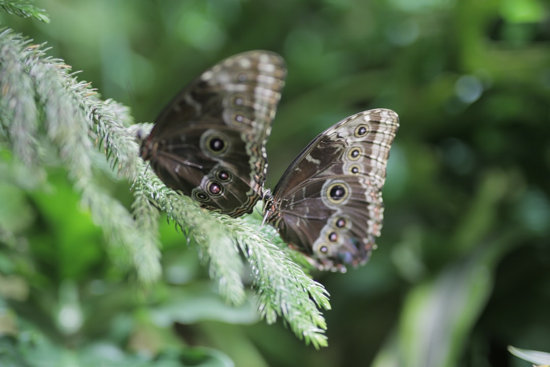 Doğal Yaşam Parkı Tropik Kelebeklerle Renkleniyor - Yaşam haberi görseli Doğal Yaşam Parkı Tropik Kelebeklerle Renkleniyor - Yaşam haberi görseli