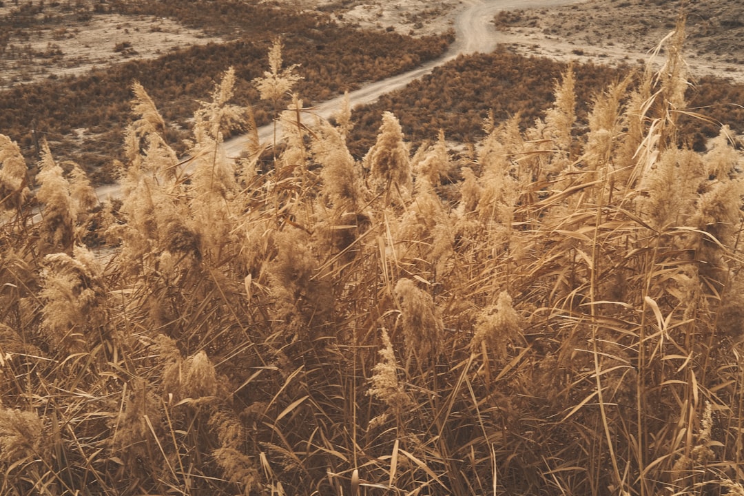 Kozan’da pırasa hasadı başladı: 150 dönüm verimli tarlada üretim yoğunluğu - Yaşam haberi görseli Kozan’da pırasa hasadı başladı: 150 dönüm verimli tarlada üretim yoğunluğu - Yaşam haberi görseli