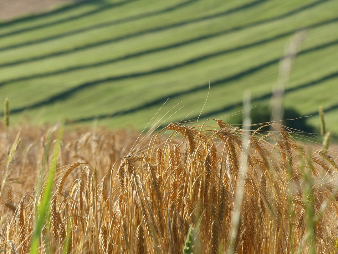 Adana’da Üreticilere 717 Milyon TL’lik Don Zararı Desteği Başladı - Ekonomi haberi