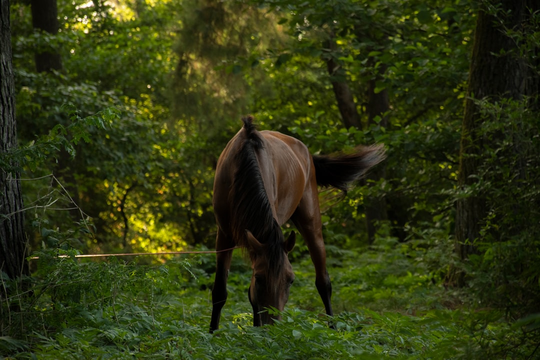 Adana Yeşiloba Hipodromu’nda Bugün Koşular Başlıyor - Spor haberi görseli Adana Yeşiloba Hipodromu’nda Bugün Koşular Başlıyor - Spor haberi görseli