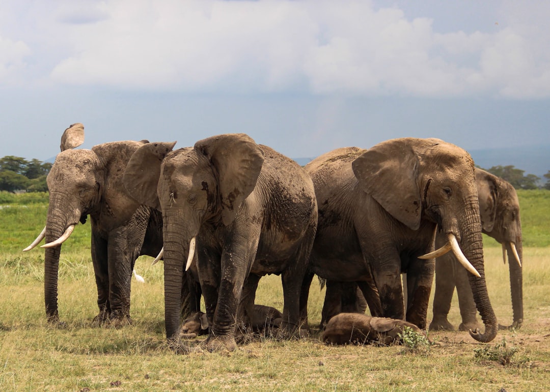 Dağdan Doğadan-2 Kilimanjaro Fotoğraf Sergisi Açıldı - Kültür-Sanat haberi görseli