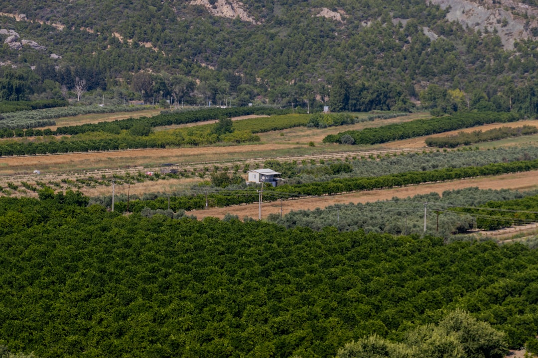 Çukurova’da Kuraklık Alarmı Sona Erdi: Çiftçiler Rahat Nefes Aldı - Yaşam haberi görseli