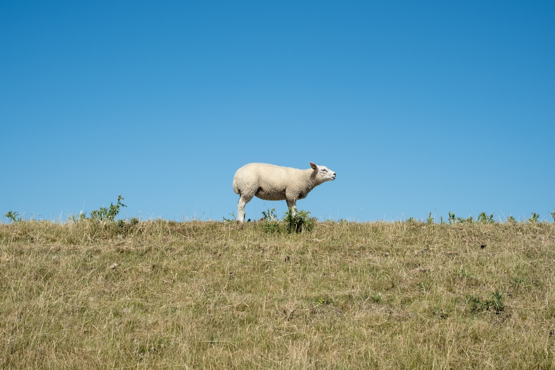 Bursa’da küçükbaş hayvancılığa yönelik yeni proje yola çıkıyor - Gündem haberi görseli Bursa’da küçükbaş hayvancılığa yönelik yeni proje yola çıkıyor - Gündem haberi görseli