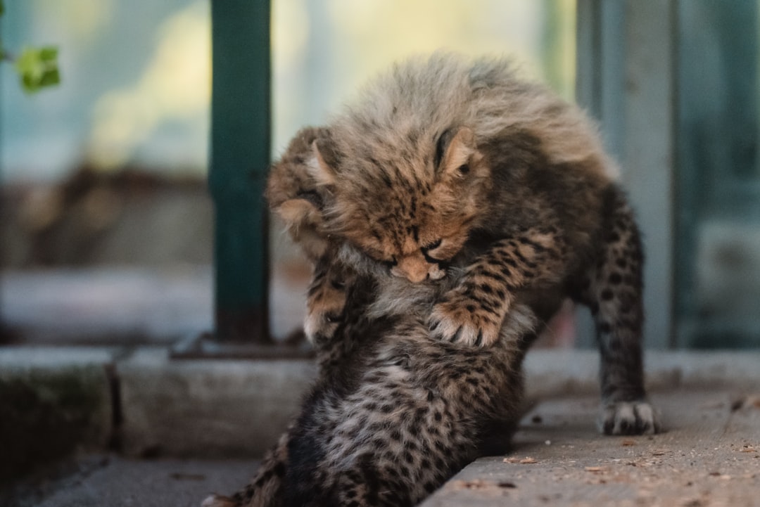 Karatay U17 Güreşçileri Ulusal Arenada Şampiyonluğa Göz Kırpıyor - Yaşam haberi görseli