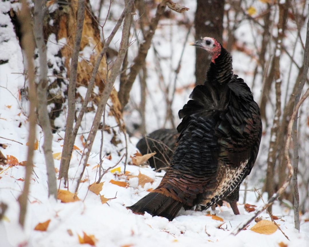 Gaziantep’te Karla Kapanan Köyde AFAD’ın Müdahalesiyle Hasta Kurtarma Operasyonu - Sağlık haberi görseli