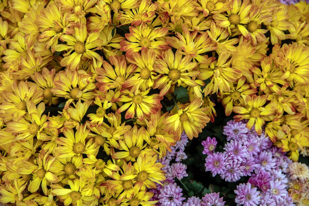 Bursa’da Arıcılar Renkli Kovanlarla Talebi Canlandırıyor - Ekonomi haberi görseli