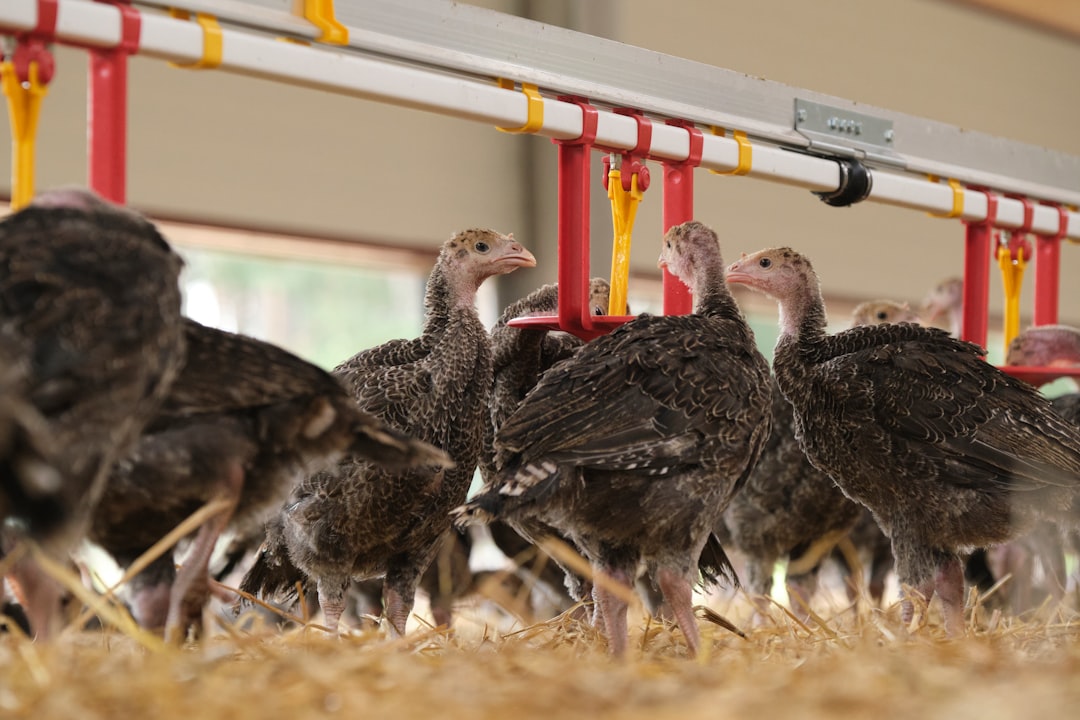 Büyükşehir’den çiftçilere yem desteği ve gençlik meclisine ev sahipliği - Gündem haberi görseli