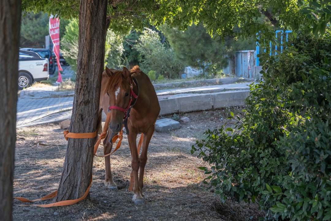 İzmir’de 22 Şubat’ta At Yarışı Heyecanı Sürüyor - Spor haberi görseli