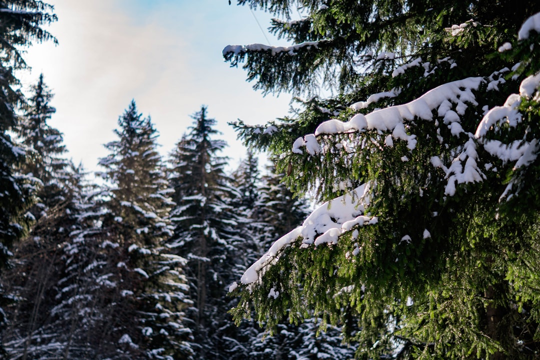 Beyşehir’de Geleneksel Kar Yürüyüşüne 422 Doğasever Katıldı - Yaşam haberi görseli