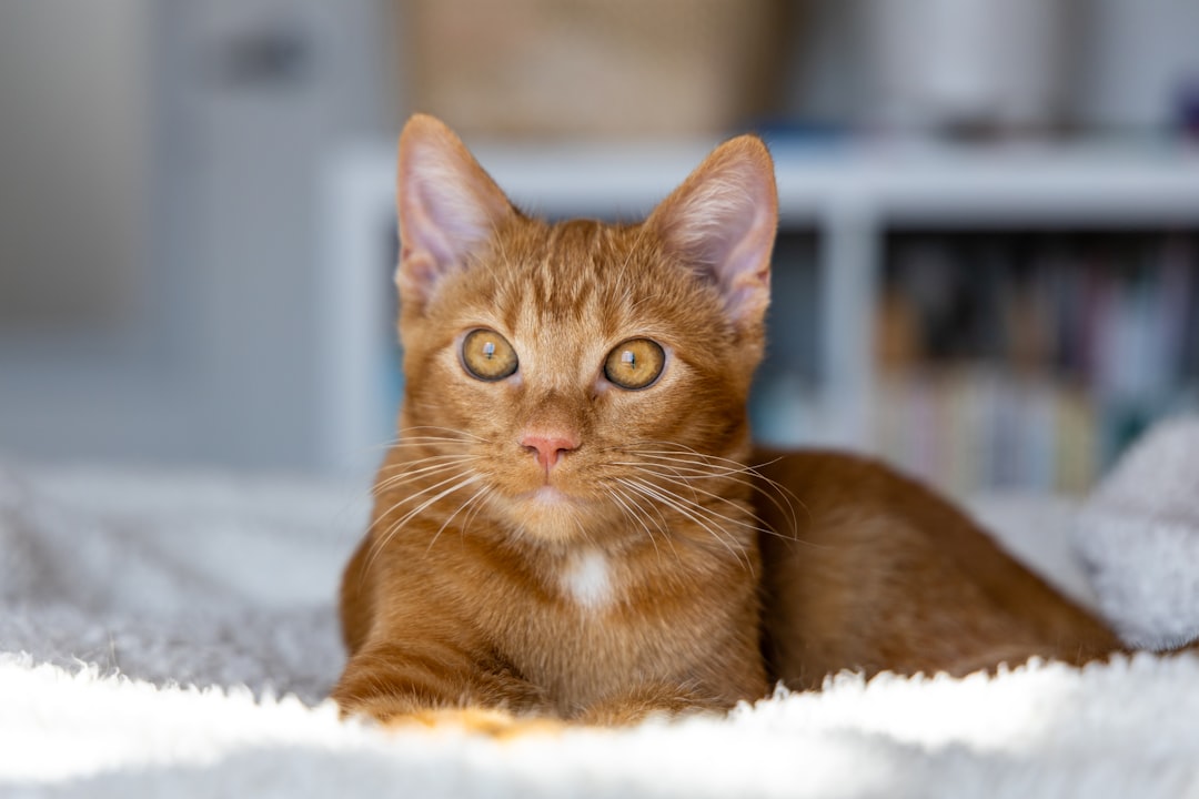 Beyşehir’de Şap Hastalığına Karşı Bilimsel Mücadele Sürüyor - Sağlık haberi görseli