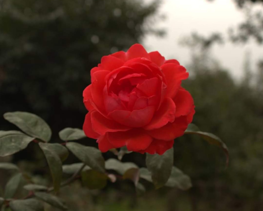 Adana’da Feke Barajı’nda Su Seviyesi Artışı Çiftçiye Umut Oldu - Gündem haberi görseli