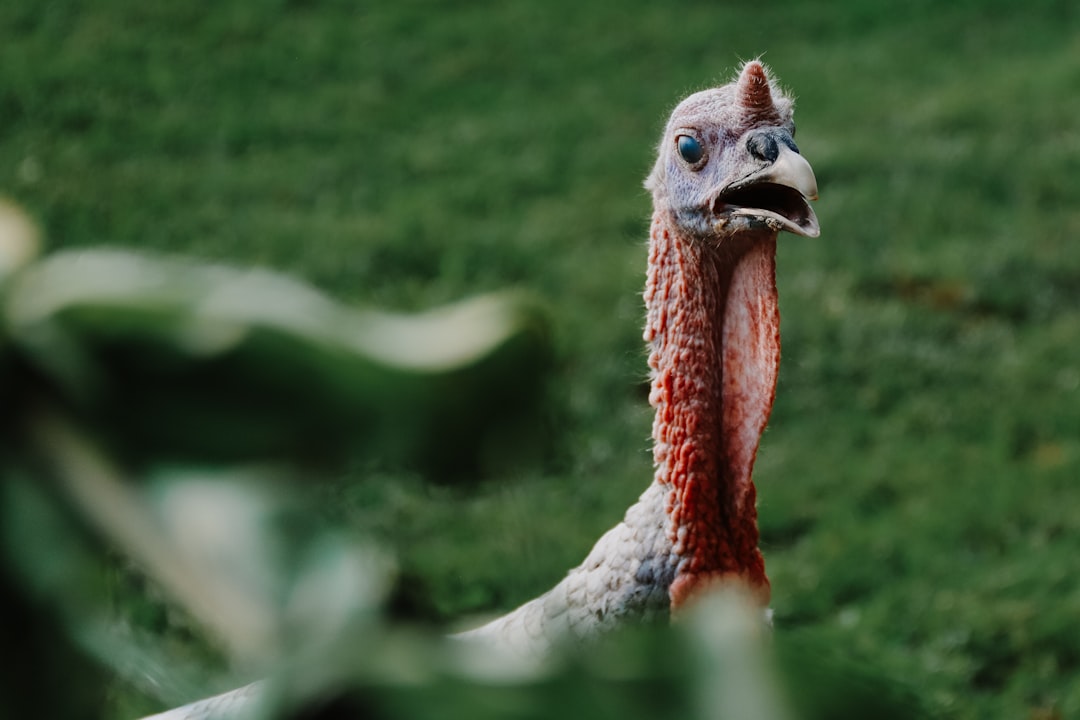 Gaziantep’te Süt Yem Desteği Üreticilere Nefes Oldu - Yaşam haberi görseli Gaziantep’te Süt Yem Desteği Üreticilere Nefes Oldu - Yaşam haberi görseli