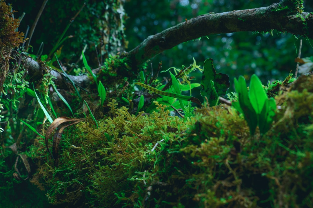 Bornova’da 8 Bin Metrekarelik Mikro Orman Hayata Geçti - Gündem haberi görseli