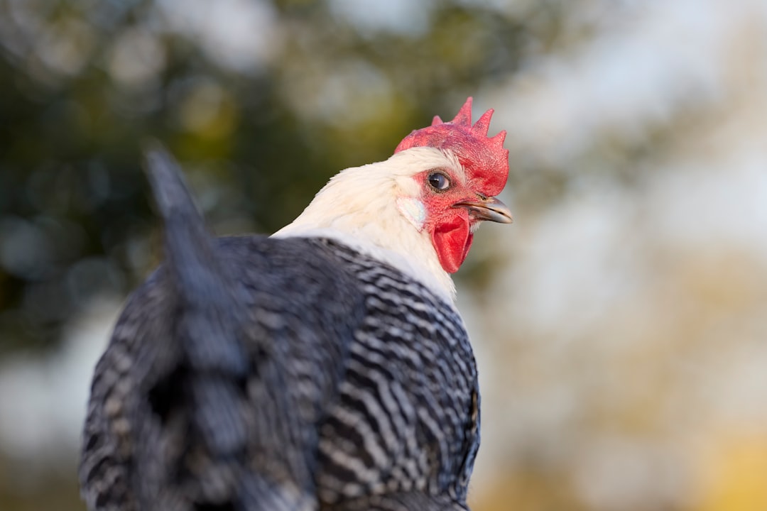 Antep fıstığında umut: Metrekareye 413 kg yağış bereket getiriyor - Gündem haberi görseli
