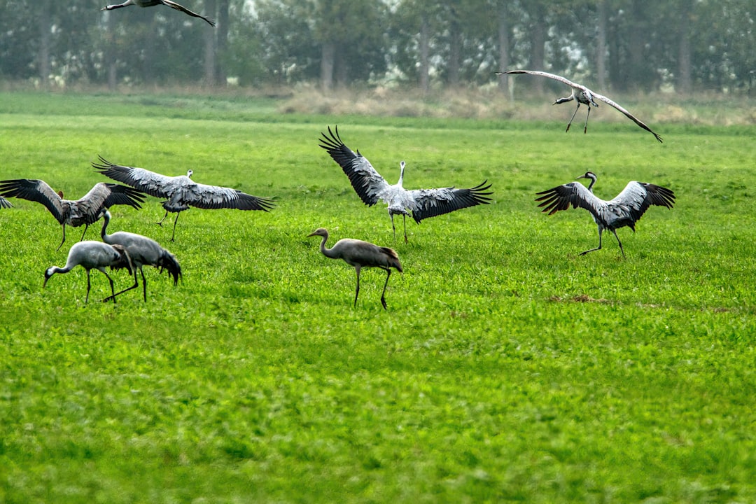 Adana ve Çevresindeki Sulak Alanlarda 287 Bin Su Kuşu Tespit Edildi - Yaşam haberi görseli