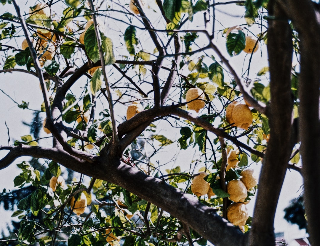 Antalya’dan Tropikal Meyve İhracatında Yeni Adım - Ekonomi haberi görseli Antalya’dan Tropikal Meyve İhracatında Yeni Adım - Ekonomi haberi görseli