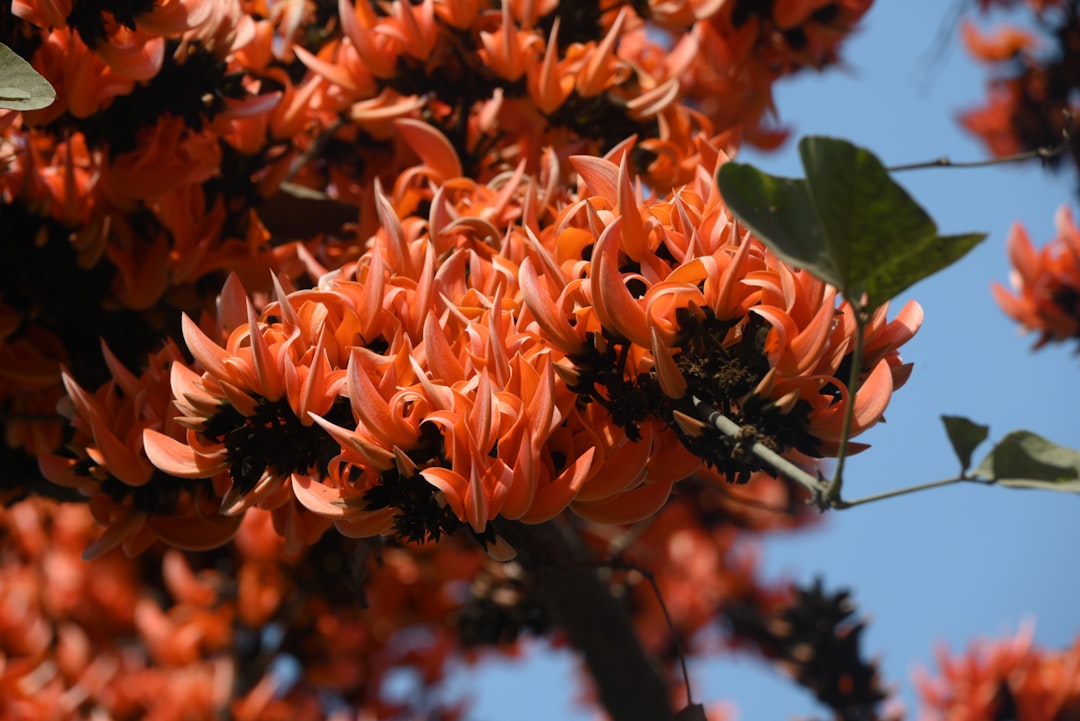 Adana’da Baharın Renkleri: Portakal Çiçekleri Sanatla Açıyor - Yaşam haberi Adana’da Baharın Renkleri: Portakal Çiçekleri Sanatla Açıyor - Yaşam haberi