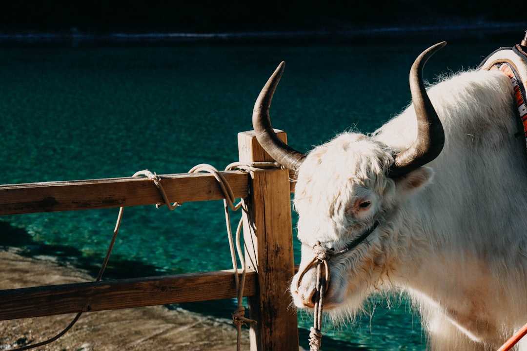 Bursa Kurbanlık Fiyatlarında Gözle Görülür Artış - Ekonomi haberi görseli