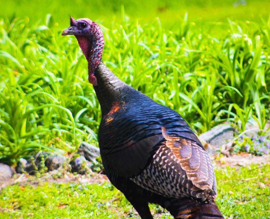 Portakal Çiçeği Karnavalı’nda Adana Halk Koşusu Pazar Günü Başlıyor - Spor haberi görseli