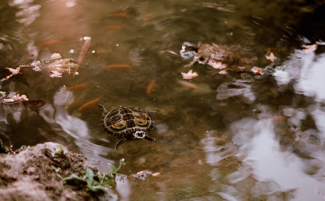 Antalya Serik Sahilinde Dev Caretta Caretta Ölü Bulundu - Yaşam haberi görseli Antalya Serik Sahilinde Dev Caretta Caretta Ölü Bulundu - Yaşam haberi görseli