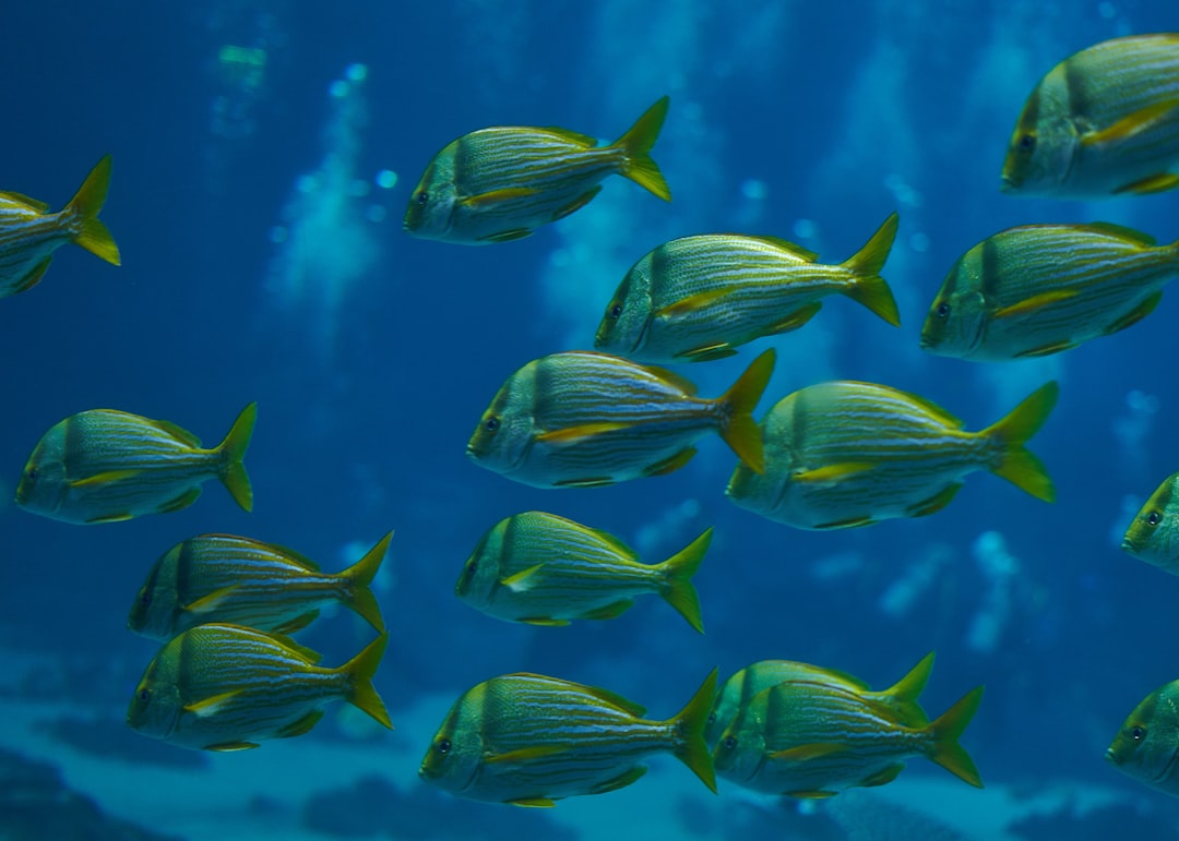 Konya Beyşehir Gölü'nde Binlerce Balık Kurtarıldı - Yaşam haberi görseli Konya Beyşehir Gölü'nde Binlerce Balık Kurtarıldı - Yaşam haberi görseli