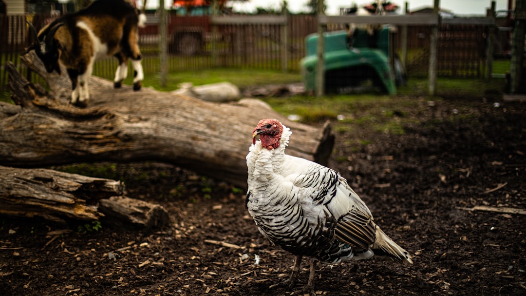 Gaziantep’te Bahar Yağışları Yerel Tarımı Canlandırıyor - Gündem haberi