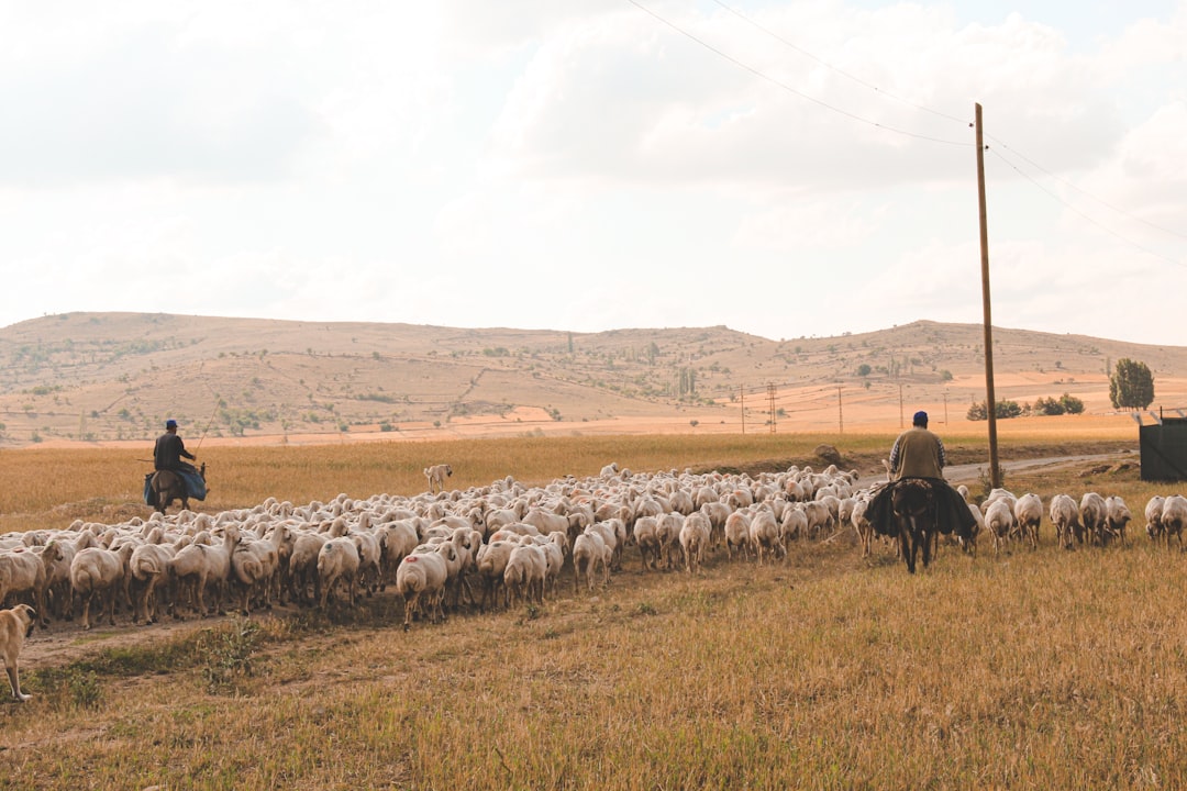 Gaziantep’te Küçükbaş Hayvancılığa Destek Başvuruları Başladı - Yaşam haberi görseli