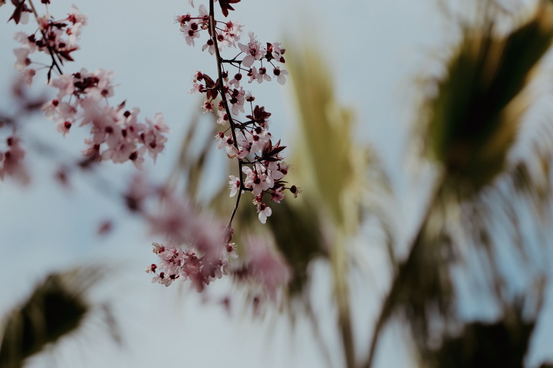 Antalya’da Bahar Etkinlikleri ve Turizm Ritim Kazanıyor - Gündem haberi görseli