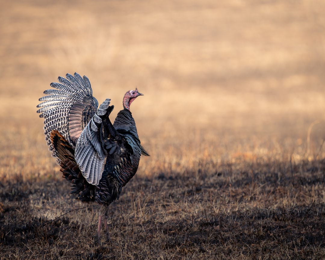 Adanaspor'un Önemli Maçı: Çukurova Derbisi - Spor haberi görseli