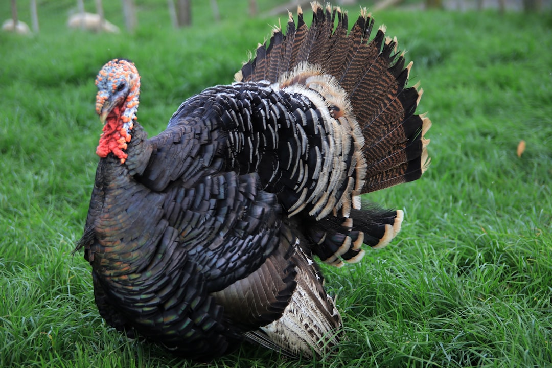 Gaziantep İESK, Adıyaman Derbisinde Üstün Mücadelesine Rağmen Elendi - Spor haberi görseli