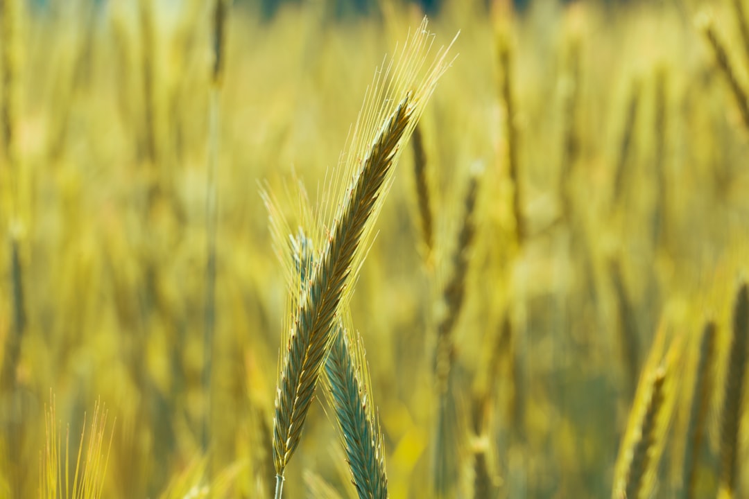 Gaziantep’in Hububat İhracatı 2025’te 3,6 Milyar Dolara Ulaştı - Ekonomi haberi görseli