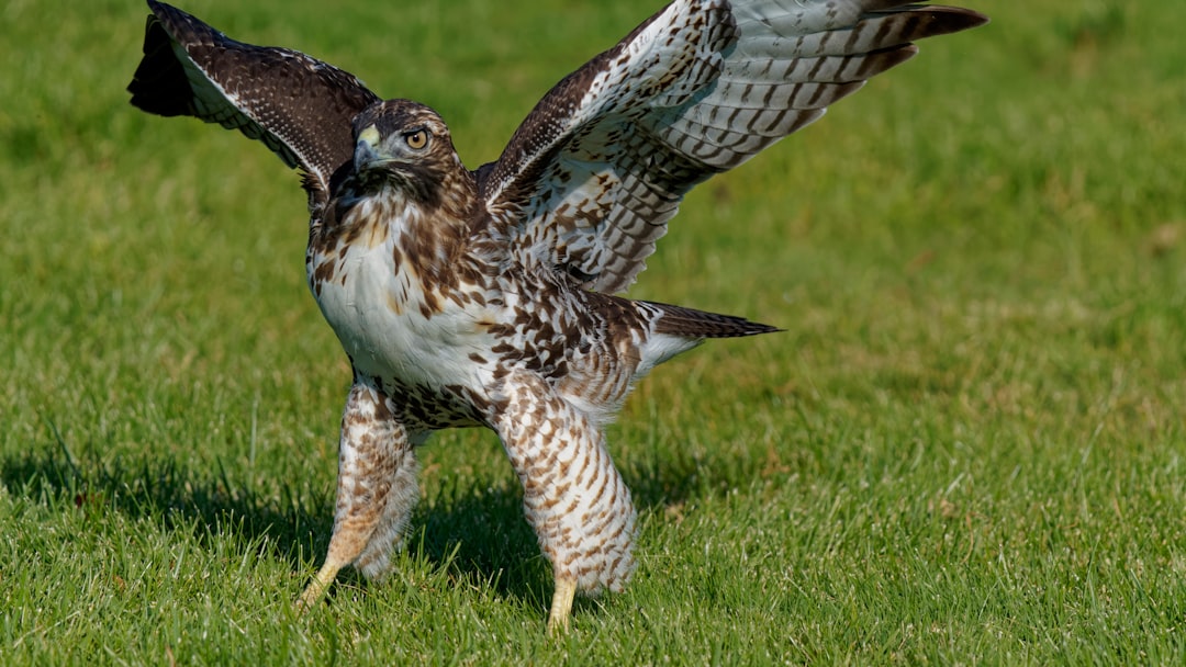 Karapınar’da Yaralı Kızıl Şahin Doğaya Döndürülmek Üzere Tedavi Altında - Sağlık haberi görseli