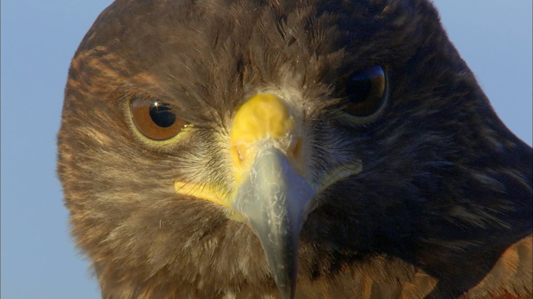 Konya'da Doğal Yaşam ve Spor Etkinlikleri - Yaşam haberi görseli
