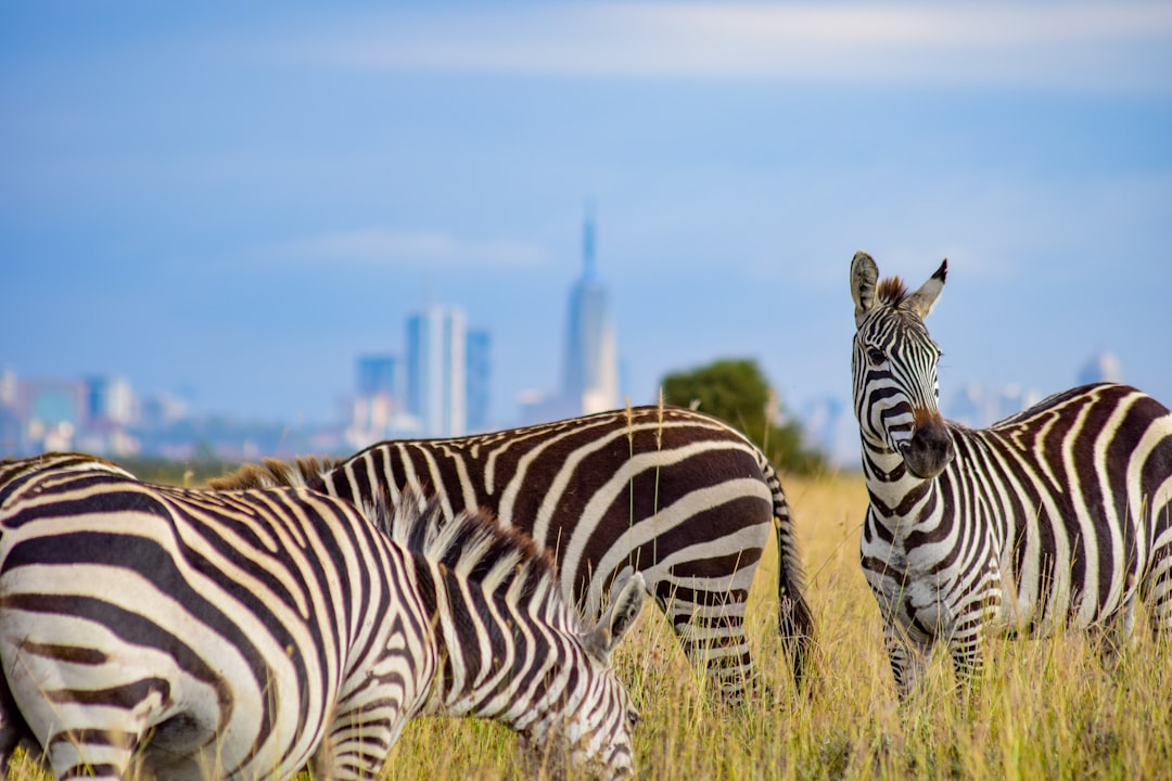 İzmir Doğal Yaşam Parkı'nda Zebra Yavrusu ile Zürafaların Duygusal Bağları - Yaşam haberi