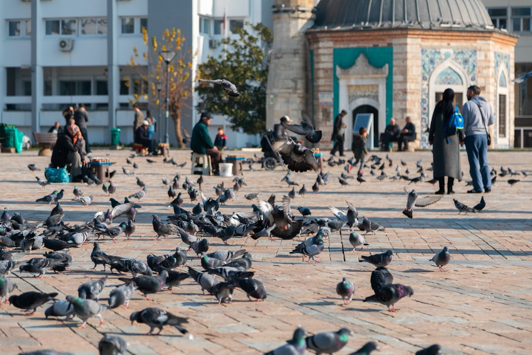 İzmir Doğal Yaşam Parkı'nda Zürafaların Yeni Hayvanat Bağları - Yaşam haberi görseli