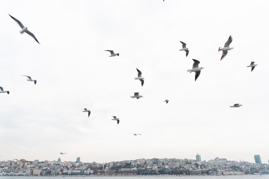 İstanbul'da Kene Popülasyonu Artışı ve Sağlık Riskleri - Sağlık haberi görseli
