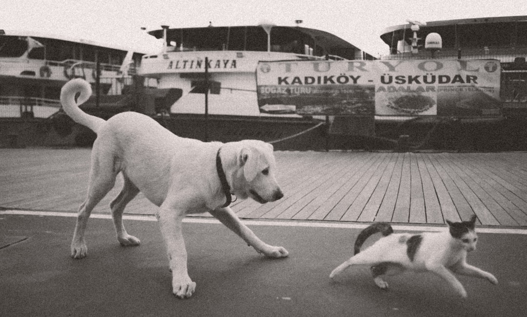İstanbul'da Yaşamın Ruhu: Sultangazi'de Sokak Köpekleri ve Toplumun Uyumlu Çabaları - Yaşam haberi görseli