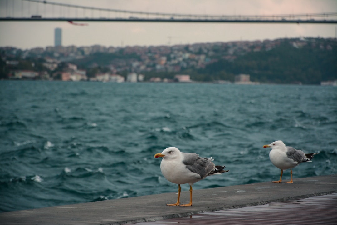 İstanbul'da Suyu Taşımakta Zorlanan Yollar ve Sağanak Tehditleri - Gündem haberi görseli