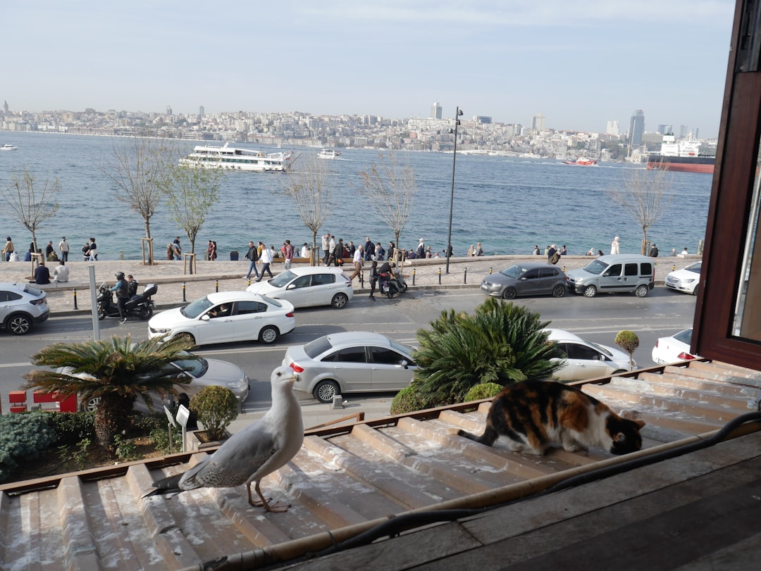 İstanbul'da Açık Hava Sinema Gösterimleri Başladı! - Kültür-Sanat haberi görseli