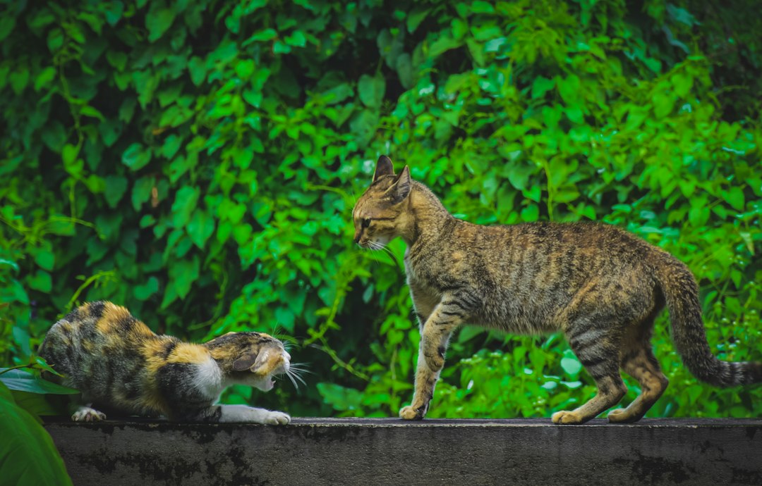 Konya'da Kedi Tüyü Kavgası Sonuçları Kanlı Bitiyor - Yaşam haberi görseli Konya'da Kedi Tüyü Kavgası Sonuçları Kanlı Bitiyor - Yaşam haberi görseli
