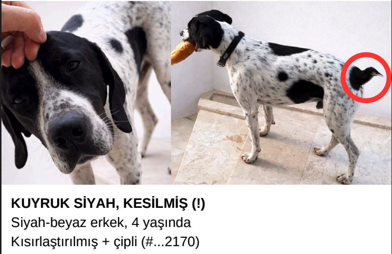 Kaş'ta Kayıp Köpek Biba İçin Yardım Çağrısı – 25.000 TL Ödül - Yaşam haberi görseli Kaş'ta Kayıp Köpek Biba İçin Yardım Çağrısı – 25.000 TL Ödül - Yaşam haberi görseli
